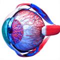 Eye Anatomy 3D(医学软件) V1.0 Mac版