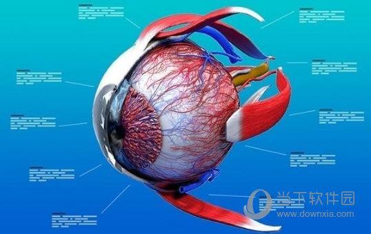 Eye Anatomy 3D