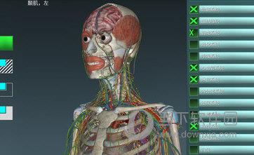人体解剖学图集电脑版